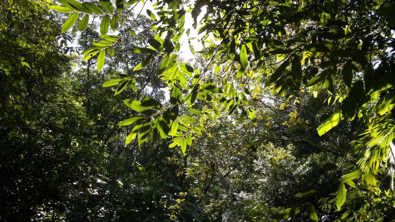 Junglez Eco Hostel Guarau Extérieur photo
